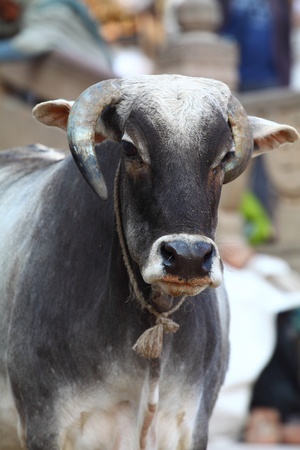 Sacred Cow in Indiaの写真素材