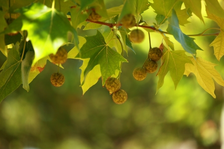 Beautiful spring leaves of maple tree and rays of light 