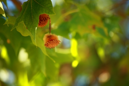 Beautiful spring leaves of maple tree and rays of light 