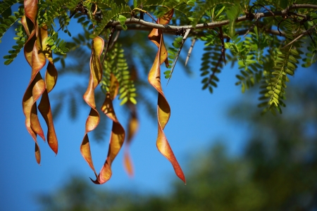 Green African leaves backgroundの写真素材
