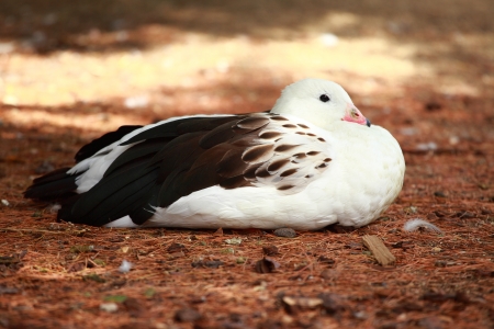 white duckの写真素材