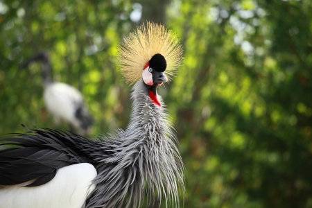 Grey Crowned Crane on blured background