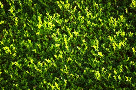 Green leaves wall backgroundの写真素材