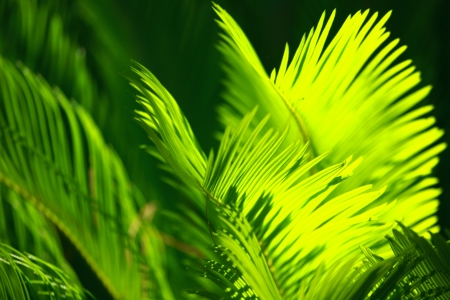 Green and bright palm leaves on blured background