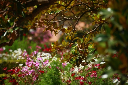 Magnolia tree over blured backgroundの写真素材