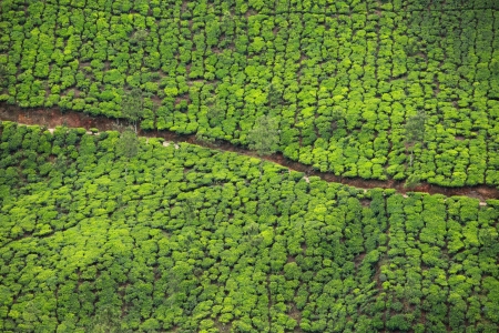 Landscape of green tea plantations. Munnar, Kerala, India