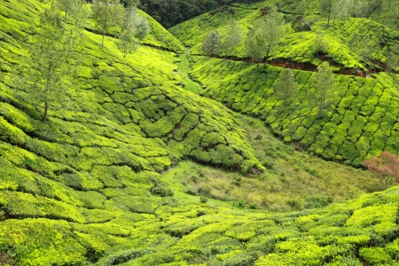 Landscape of green tea plantations. Munnar, Kerala, India