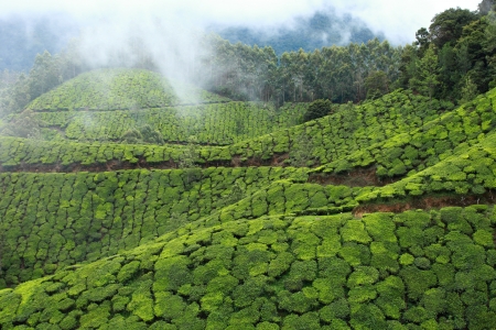 Landscape of green tea plantations. Munnar, Kerala, Indiaの写真素材