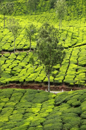 Landscape of green tea plantations. Munnar, Kerala, Indiaの写真素材