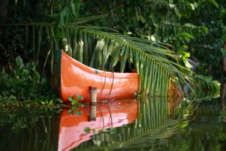 Palm tree tropical forest in backwater of Kochin, Kerala, Indiaの写真素材