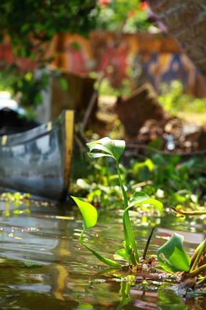 Palm tree tropical forest in backwater of Kochin, Kerala, Indiaの写真素材
