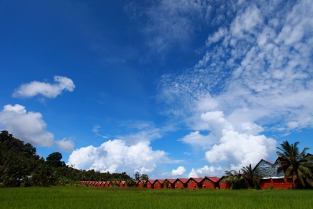 Landscape of rice field with blue sky の写真素材