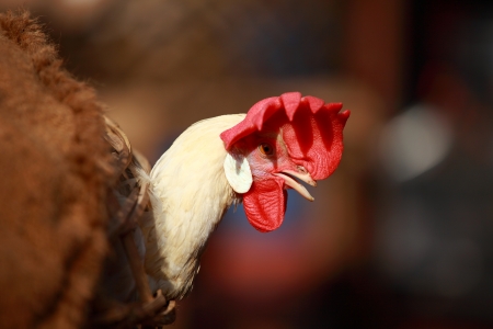 White rooster in cage in India local market の写真素材