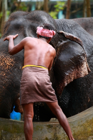 Man washing his elephant.の写真素材