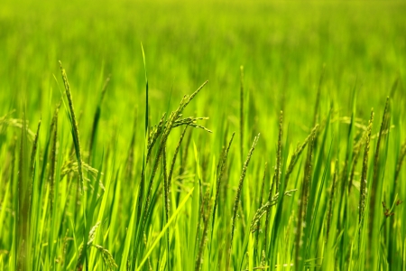 Rice Paddy's growing up in the organic farms of Indiaの写真素材