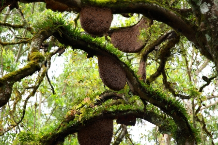 Beehive hanging over a treeの写真素材