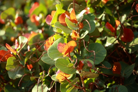 Tropical plant in Tenerife island