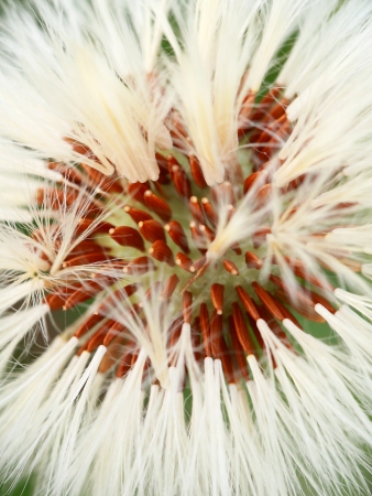 Close-up of dandelion seed head の写真素材