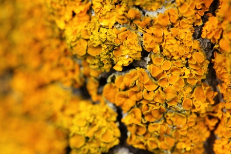 Closeup of a yellow mushroom on tree barkの写真素材