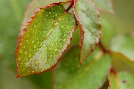 Green leaf with drops of water の写真素材