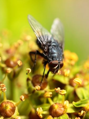 Housefly aka house fly over natural background, Musca domesticaの写真素材