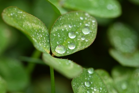 A macro shot of beautiful clover on green background