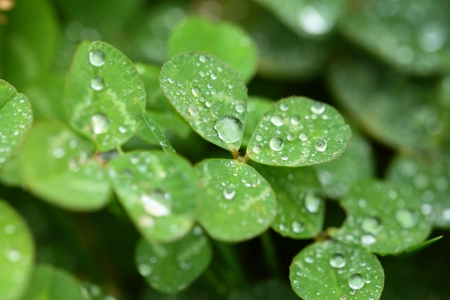 A macro shot of beautiful clover on green background