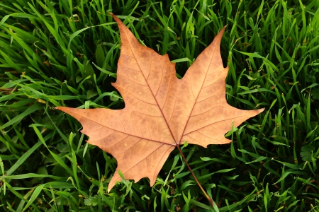 Autumn leaf in macro closeup