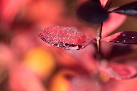 Dew on the leaves of red flower の写真素材