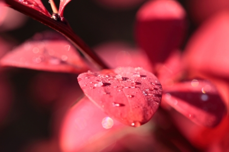 Dew on the leaves of red flower の写真素材