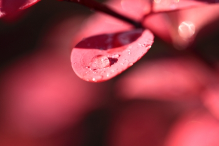 Dew on the leaves of red flower の写真素材