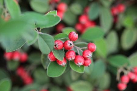 Ripe hawthorn in autumnの写真素材