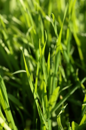 Fresh green grass with drops of water の写真素材