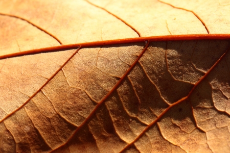 Macro on Autumn Foliageの写真素材