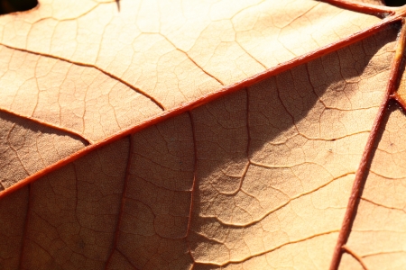 Macro on Autumn Foliageの写真素材