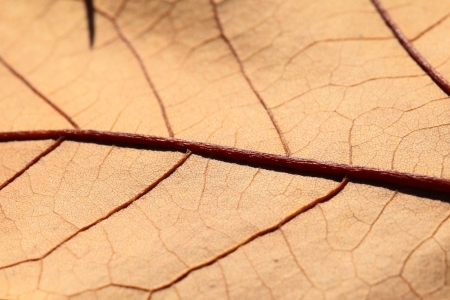 Macro on Autumn Foliageの写真素材