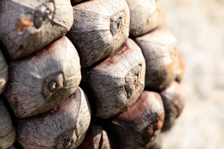 horizontal full frame macro of a cone の写真素材