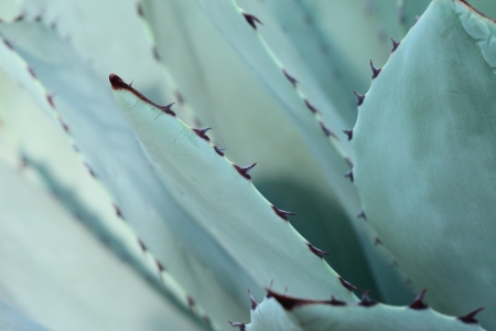 Sharp pointed agave plant leaves bunched together. の写真素材