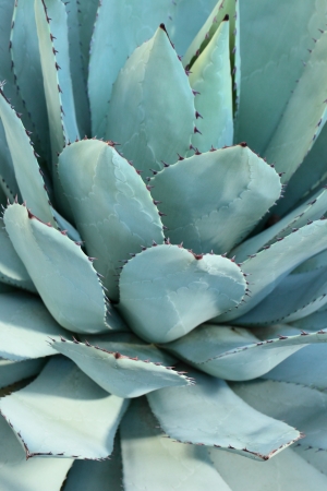 Sharp pointed agave plant leaves bunched together. の写真素材