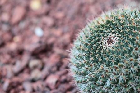 Close up of globe shaped cactus with long thorns