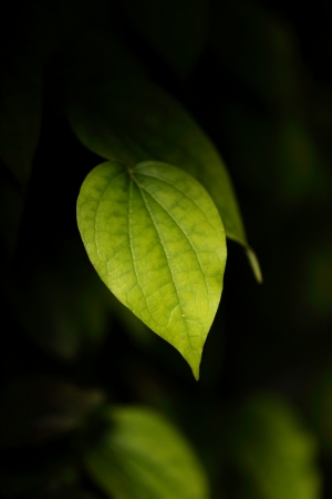 Green leaves on black backgroundの写真素材