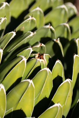 agave growing on volcanic ash の写真素材