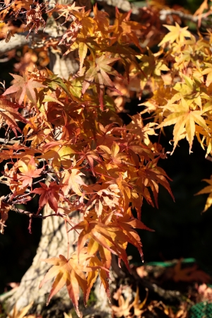 Closeup of bonsai on green background の写真素材