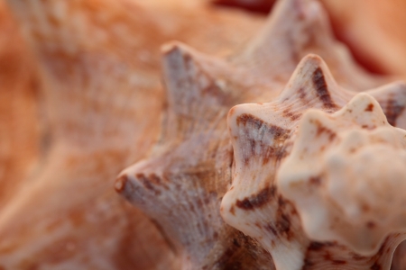 A perfect close up of an amazing shell 