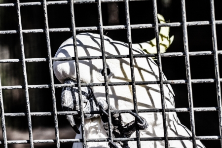 White parrot ( HDR image )の写真素材