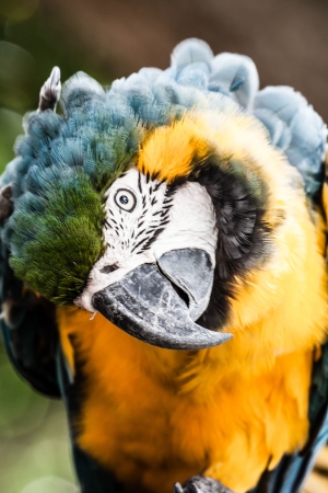 A blue and yellow macaw closeup ( HDR image )の写真素材