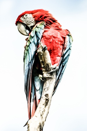 A blue and yellow macaw closeup ( HDR image )の写真素材
