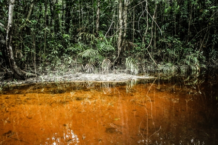 A river and beautiful trees in a rainforest  ( HDR image )の写真素材
