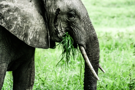 Young African elephant in Zambia ( HDR image )の写真素材
