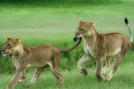 Lioness and cubs  ( HDR image )の写真素材